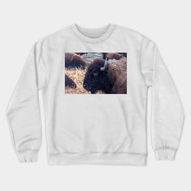 American Bison Woolaroc Oklahoma Crewneck Sweatshirt by Debra Martz